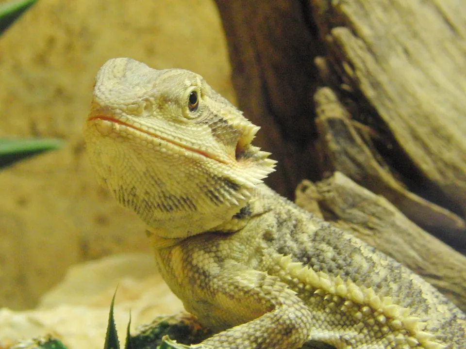 Bartagame in einer strukturierten Terrarieneinrichtung
