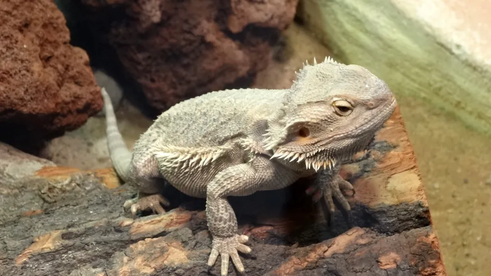Bartagame auf einer Felsstruktur im Terrarium